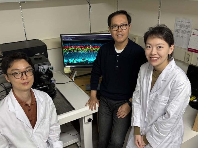 Учёные из KAIST создали препарат, восстанавливающий зрение через регенерацию сетчатки Учёные из KAIST создали препарат, восстанавливающий зрение через регенерацию сетчатки