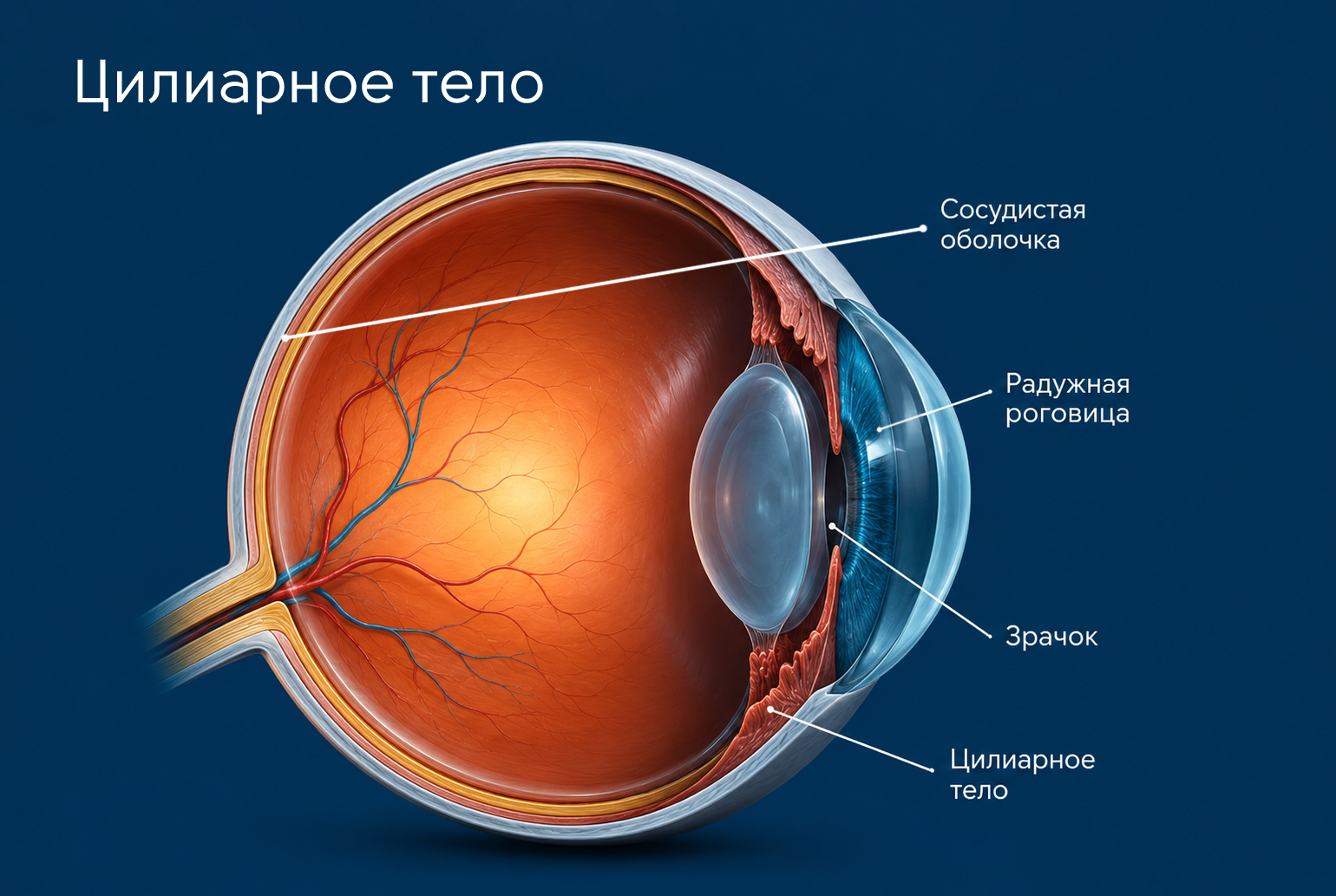 Цилиарное тело глаза