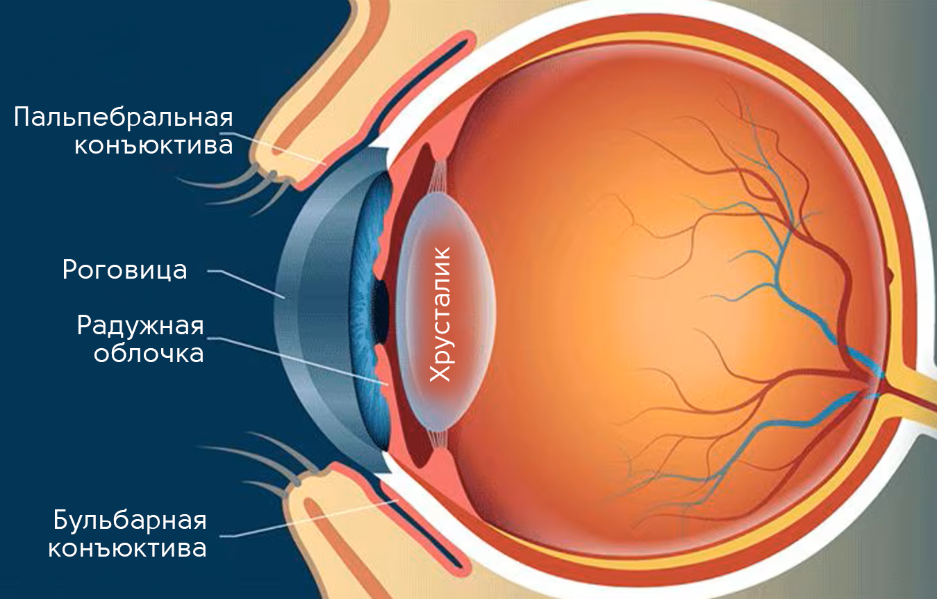 Конъюнктива глаза 